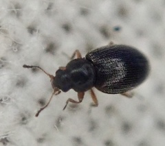 Corticariinae