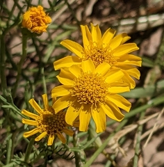 Thymophylla pentachaeta