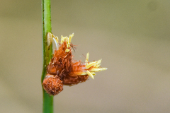 Schoenoplectus acutus