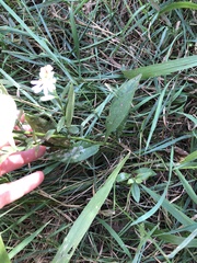 Symphyotrichum
