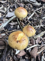 Pholiota spumosa
