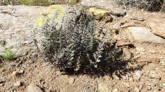 Pellaea mucronata mucronata