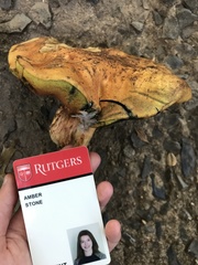 Cyanoboletus pulverulentus