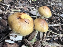 Pholiota spumosa