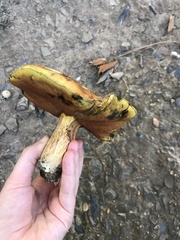 Cyanoboletus pulverulentus