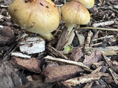 Pholiota spumosa