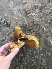 Cyanoboletus pulverulentus