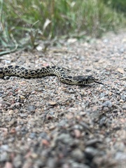 Pituophis catenifer sayi