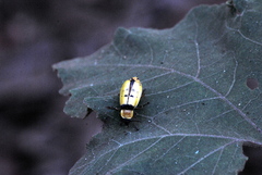 Chauliognathus missionum