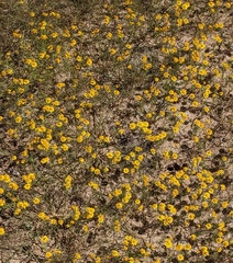 Thymophylla pentachaeta