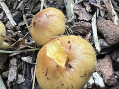 Pholiota spumosa