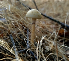 Protostropharia semiglobata