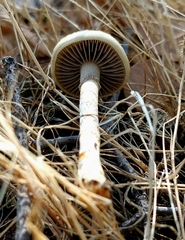 Protostropharia semiglobata