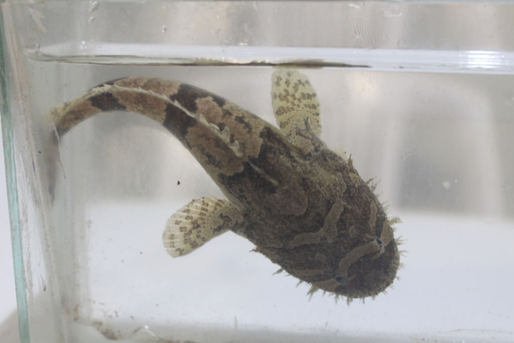 Mexicaanse zoetwater-padvis (Batrachoides goldmani) — Batrachoididae
