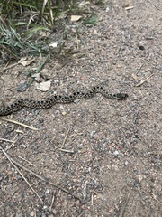 Pituophis catenifer sayi
