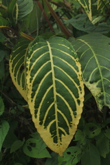 Sanchezia oblonga
