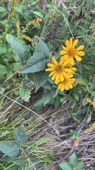 Heliopsis helianthoides