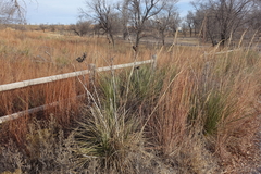 Yucca glauca