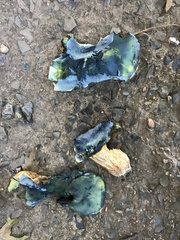 Cyanoboletus pulverulentus