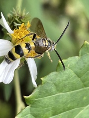 Dielis trifasciata