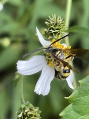 Dielis trifasciata