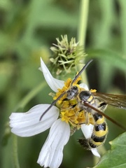 Dielis trifasciata