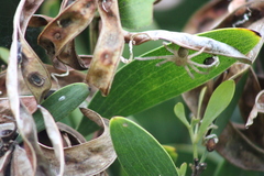 Neosparassus diana