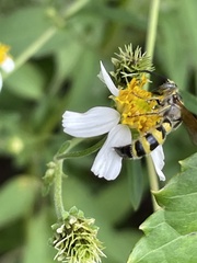 Dielis trifasciata