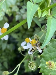 Dielis trifasciata