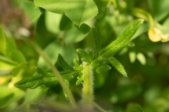 Glandularia laciniata