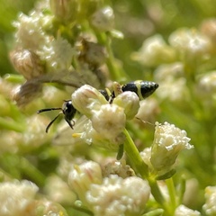 Parancistrocerus declivatus