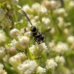 Parancistrocerus declivatus