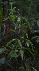 Lygodium articulatum