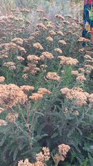 Achillea filipendulina