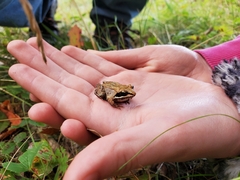Lithobates sylvaticus image