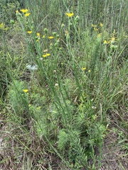 Bradburia pilosa