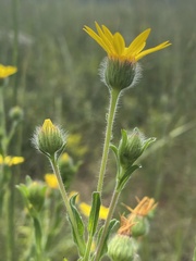 Bradburia pilosa