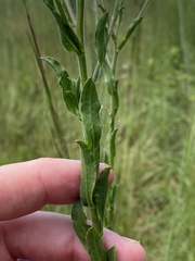 Bradburia pilosa