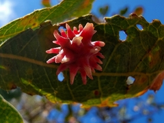 Cynips quercusechinus