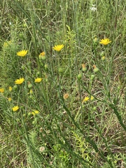 Bradburia pilosa