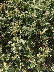 Solanum triflorum