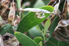 Neosparassus diana