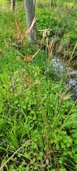 Cyperus vaginatus