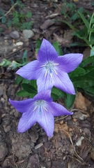 Platycodon grandiflorus