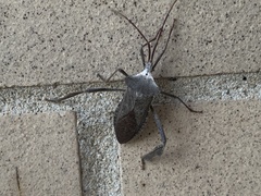 Acanthocephala declivis
