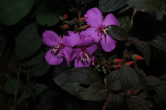 Heterotis rotundifolia