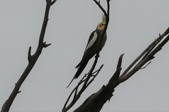 Nymphicus hollandicus