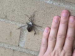 Acanthocephala declivis