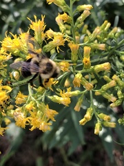 Bombus impatiens