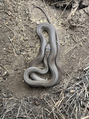 Coluber constrictor flaviventris